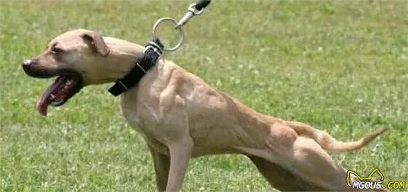 老年比特犬长寿又健康的饮食秘诀