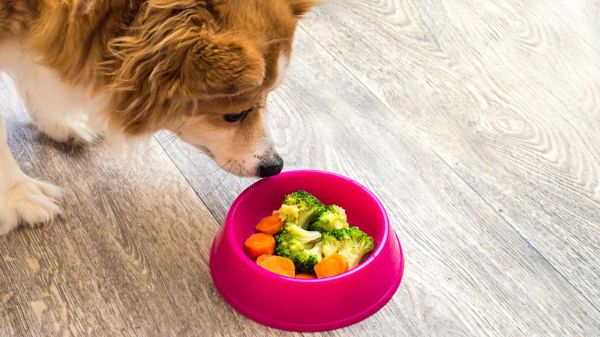 食品储藏室中的食物可以帮助你的狗延长寿命