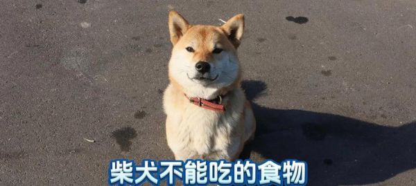 老年柴犬的日常饮食如何安排？每天吃多少肉才算合适？