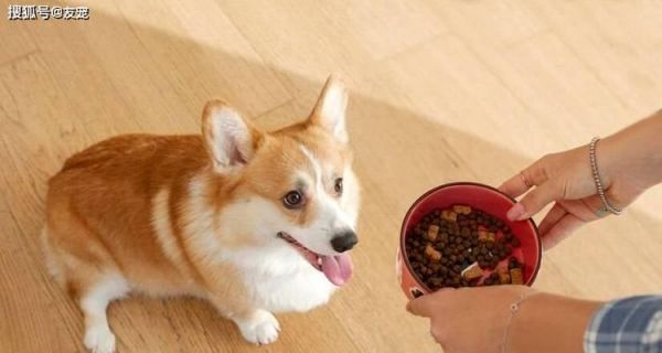 如何为9岁的狗提供适宜的饮食？（了解老年犬的饮食需求，维护它们的健康和活力）