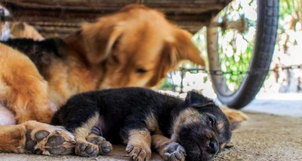 如何为9岁的狗提供适宜的饮食？（了解老年犬的饮食需求，维护它们的健康和活力）