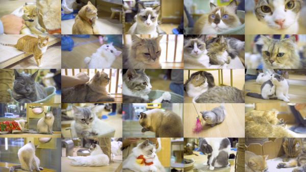 猫咖宠物店猫咪合集
