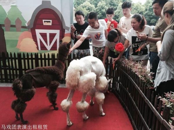 赤峰市羊驼出租萌宠动物矮马租赁