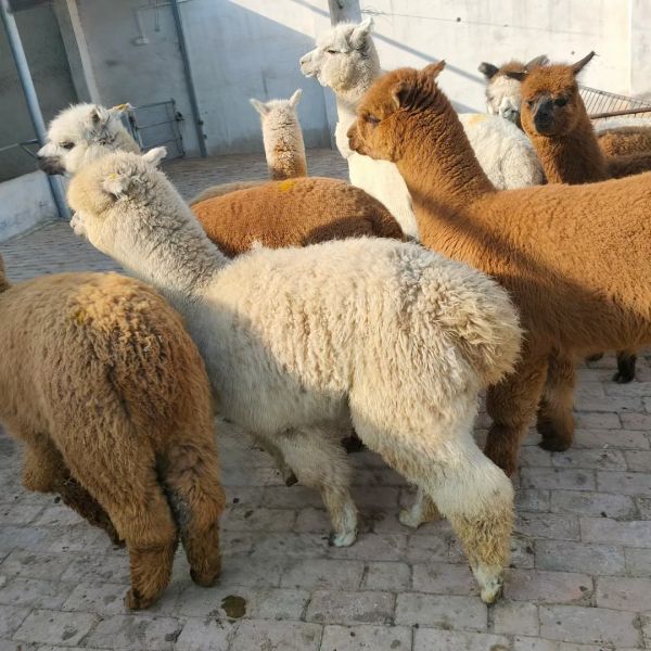 萌宠租赁 兰州景区幼年羊驼养殖出租电话