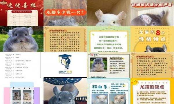 龙猫的特点和生活特征