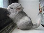龙猫能在屋子里散养吗