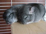 如何让龙猫合笼交配