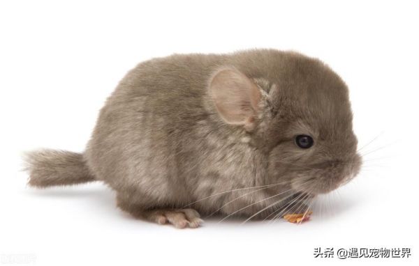 龙猫的寿命一般多少年(龙猫的性格特点以及市场价格)
