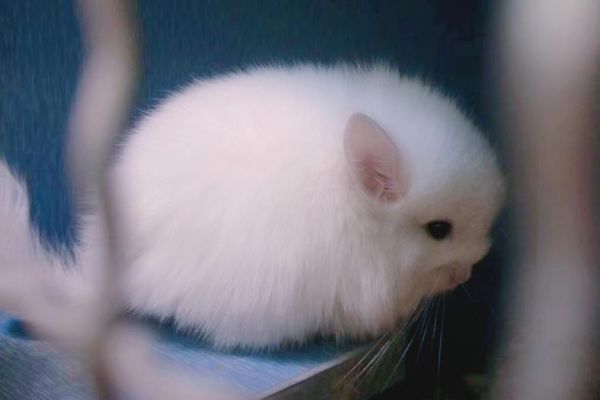 我们经常饲养的宠物龙猫是猫吗(龙猫实际上是什么动物)