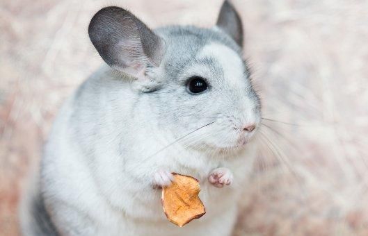 龙猫和仓鼠的区别点(了解龙猫和仓鼠之间的区别)