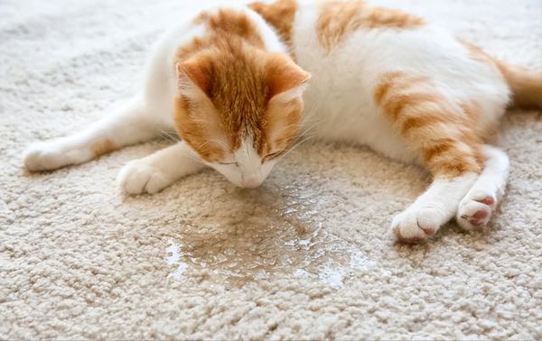 猫到处拉尿怎么解决(猫咪乱拉乱尿的原因和解决方法)