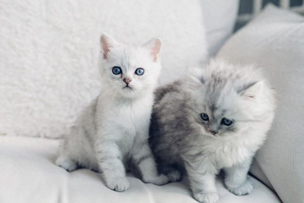 猫咪不拉屎怎么办(主人采取什么措施能帮助猫咪排便)