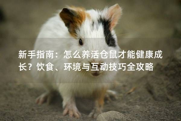 新手指南：怎么养活仓鼠才能健康成长？饮食、环境与互动技巧全攻略