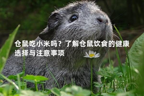 仓鼠吃小米吗？了解仓鼠饮食的健康选择与注意事项