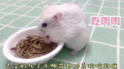 二个月仓鼠食谱,营养又美味!