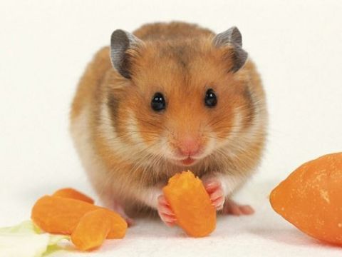 二个月仓鼠食谱,营养又美味!