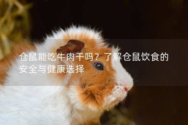 仓鼠能吃牛肉干吗？了解仓鼠饮食的安全与健康选择