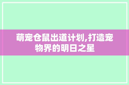 萌宠仓鼠出道计划,打造宠物界的明日之星