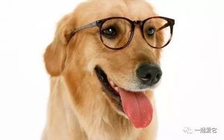 孕期狗狗需细心呵护,营养充足,环境舒适。