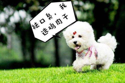 母犬孕期营养,科学饮食是关键。
