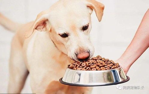 孕期母狗选狗粮，营养健康是关键。