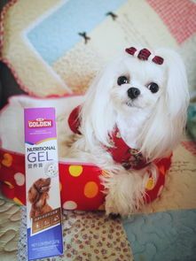 巴哥犬孕期注意营养,防病,确保母幼健康。