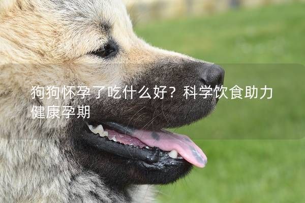 狗狗怀孕了吃什么好？科学饮食助力健康孕期