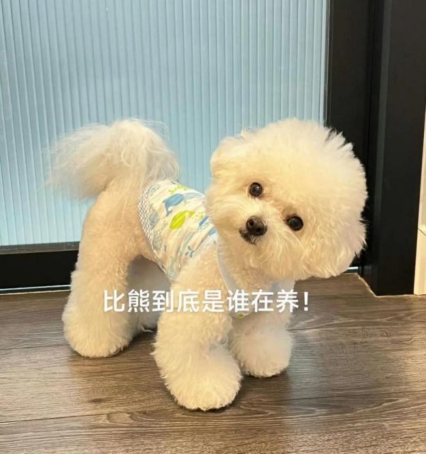 比熊孕期应该如何搭配营养？
