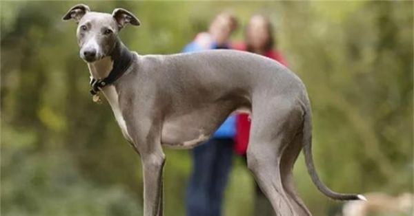 惠比特幼犬的合理饲养方法（全面指导你如何喂养健康的惠比特幼犬）