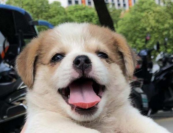 初次到家的狗应该吃什么？（为宠物狗提供适宜的饮食环境和营养均衡的食物）