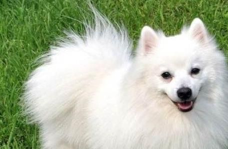 银狐犬的饮食习惯（以水果为例，你知道银狐犬能不能吃吗？）