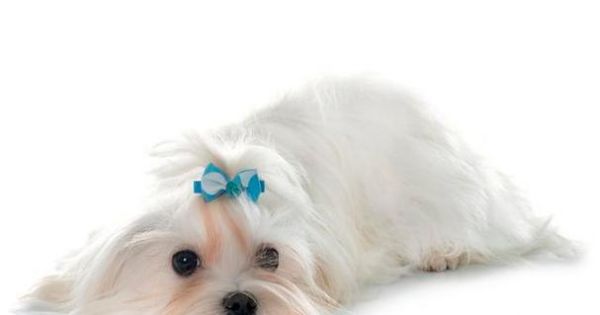 银狐犬的饮食习惯（以水果为例，你知道银狐犬能不能吃吗？）