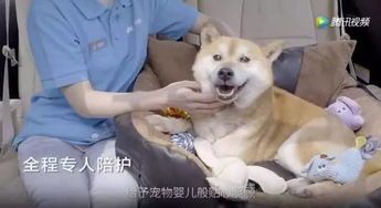 捕捉爱宠萌态，定格拉布拉多证件照