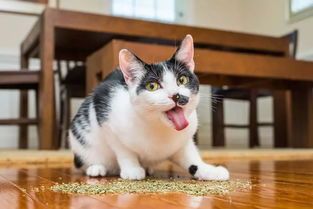 猫咪摄影,如何捕捉萌态瞬间?