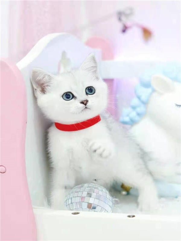 闵行区宠物猫救助站 猫咪的希望之地