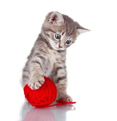 闵行区宠物猫救助站 猫咪的希望之地