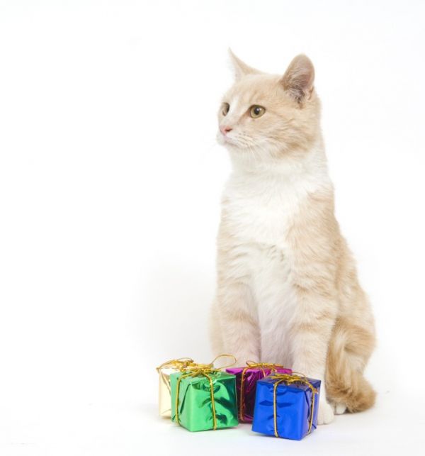 闵行区宠物猫救助站 猫咪的希望之地