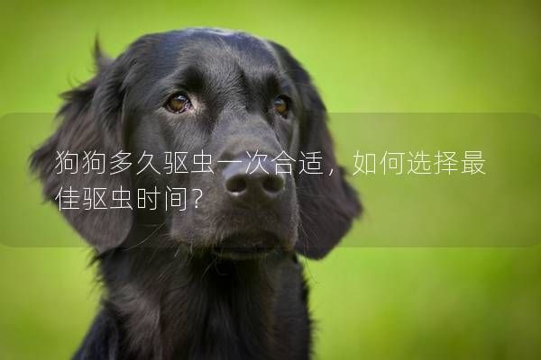 狗狗多久驱虫一次合适，如何选择最佳驱虫时间？