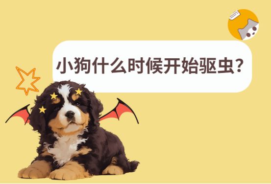 小狗到底什么时候开始驱虫？