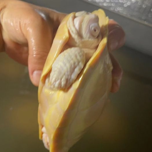 深水观赏红眼白化巴西苗，观赏
