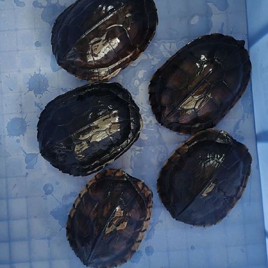 批发南石龟，6两至2.8斤，养殖场直销，100斤起批发