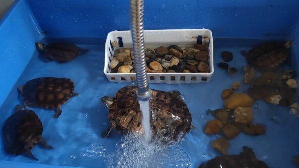 自来水养龟的水如何处理？