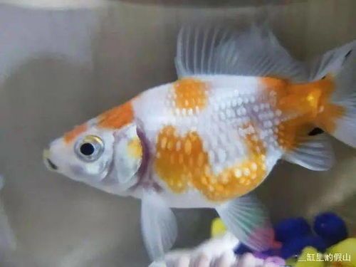 金鱼常见病解析，宠物护理小贴士！