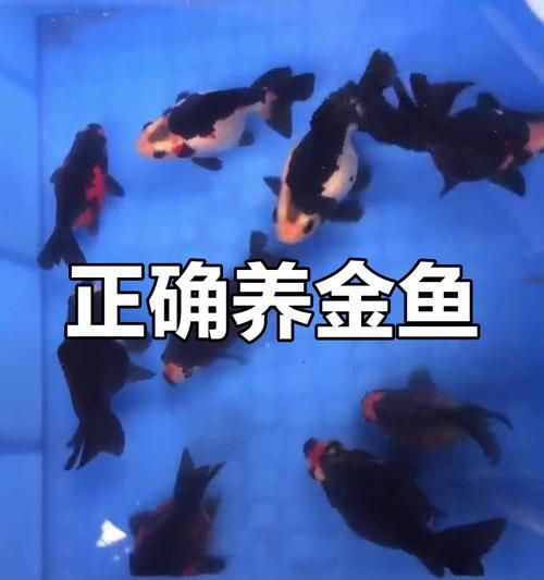 金鱼需要每天喂食吗？如何正确喂养金鱼？