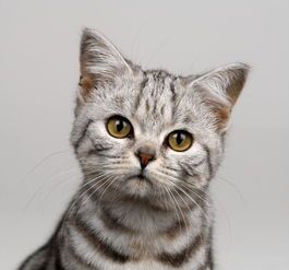 如何照顾宠物猫的健康和幸福？？宠物猫护理指南和常见疾病预防