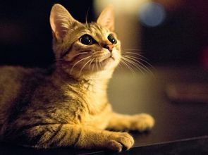 宠物猫毛下发现黑点,需及时检查处理。