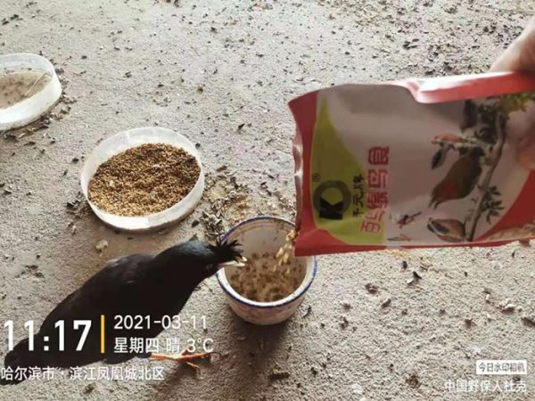 开元宠食同护鸟卫士助力野生鸟重返家园