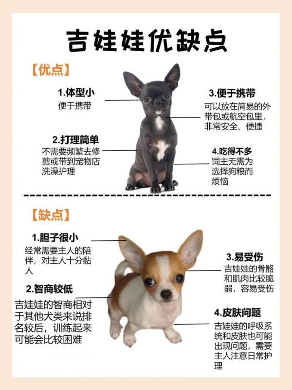 吉娃娃名字的由来_娃娃的名字是什么_吉祥娃娃的名字