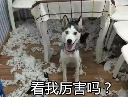 探寻大犬传奇，揭秘宠物王者之谜