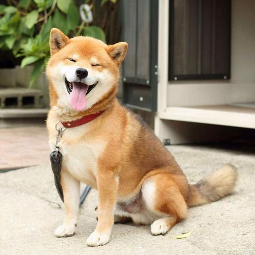 了解柴犬的起源:探索日本国宝级品种的魅力
